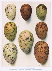 Tojás: Rózsaszín csér: Közönséges csér: stb., Illusztráció a „British Birds” című művéből, Kirkman und Jourdain, 1966